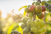 Coffee berries on a plantation in Bali (Indonesia)
