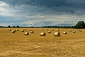 Hay bales in a wheat field
