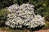 White rhododendron bush