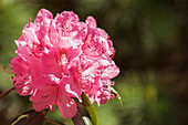 Pink rhododendron blossom