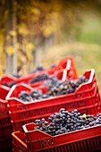 Boxes of freshly harvested red Nebbiolo grapes (Piedmont, Italy)
