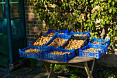 Boxes of freshly harvested walnuts