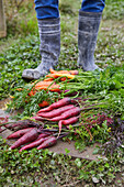 Freshly washed carrots after the harvest