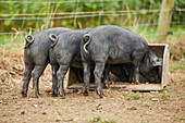 Black piglets eating in the run