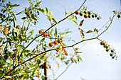 Cherry tomatoes on the bush in front of a blue sky
