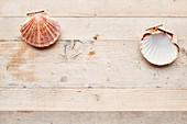Empty scallop shells