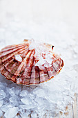 Scallop in it's shell on ice
