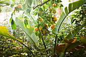 Orange plantation