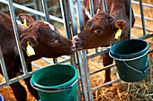 Calves touching their snouts in the barn