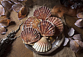 Fresh scallops in shell