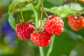 Raspberries on the bush