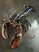 Fresh lobster