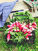 Bunch of radishes from the vegetable garden