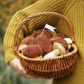 Woman, carrying basket of freshly harvested porcini mushrooms under her arm