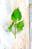 Shiso: A leafy branch with flowers