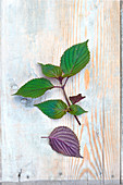 Green and purple shiso leaves