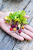 Handful of a variety of different colored radishes