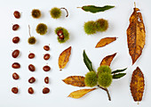 Früchte und Blätter vom Kastanienbaum