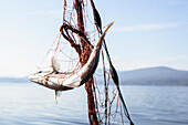 Fish in a fishing net on a boat