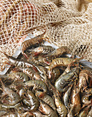 Freshly harvested Breton bouquet shrimps in a net