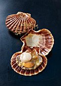 Open scallops in their shells