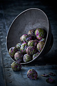 Violett-grüner Rosenkohl