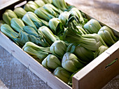 Crate of pak-choi cabbage