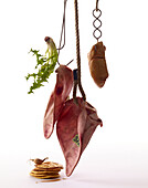 Pig ears hanging on the hook