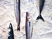 Mackerel and horse mackerel on ice