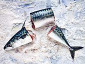 Sliced mackerel on ice