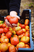 Frisch geerntete Tomaten in Gemüsekiste