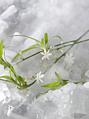 Flowers on ice