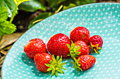 Erdbeeren auf türkisblauem Teller