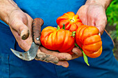 Hands holding freshly harvested ox heart tomatoes