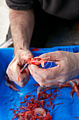 A fisherman peels prawns