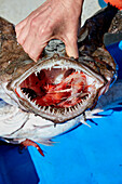 Gambas in the mouth of a fish