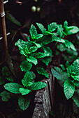 Mint in the garden