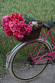 Peonies, aubergines, rosemary and garlic in a bicycle basket