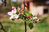 Apple tree in flower