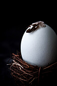 White egg with a feather in a nest (Close Up)