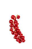 Panicle of red currants on a white background