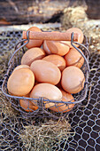 Fresh brown eggs in a wire basket
