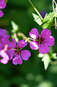 Violett blühende Wunderblume (Mirabilis jalapa)
