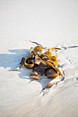 Seaweed on the sand