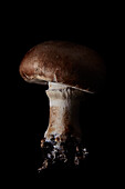 Ein brauner Champignon vor schwarzem Hintergrund (Nahaufnahme)