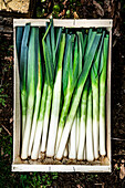 Frisch geernteter Porree in einer Holzkiste