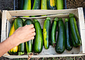 Frische Zucchini in einer Holzkiste
