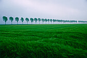 Trees in a row, grain field in the front