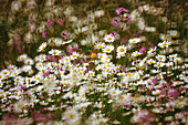 Meadow with marguerits, Close-up