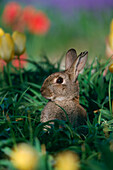 Bunny sitting in flower bed, sideview